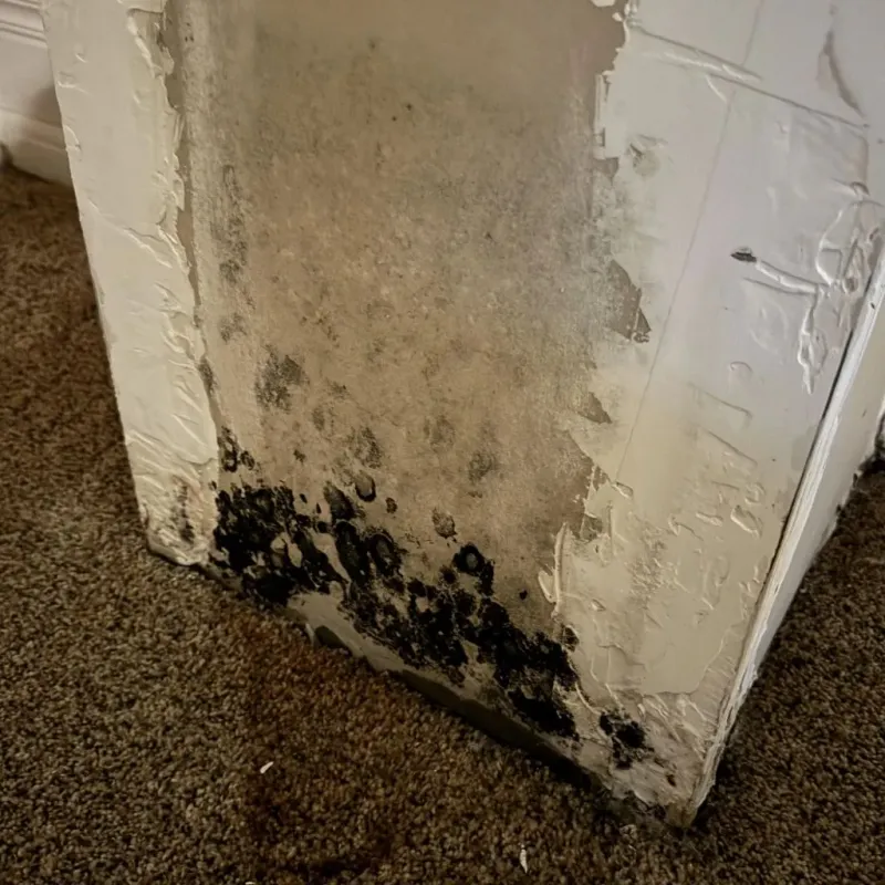 Professional Mold Removal in Williamson, AZ